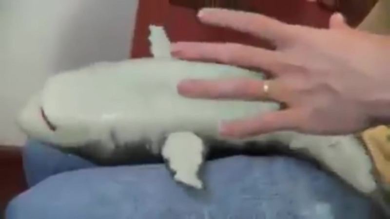 Tickle a baby shark - Funny Animals