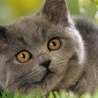 Алиса Кошкина | Москва