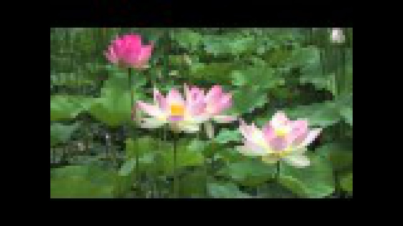 Constance Demby - Lotus Opening
