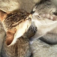 Кристина Герцева  *FENIX*