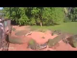 Huge crocodile rips off and EATS its zoo playmate's front leg during feeding time