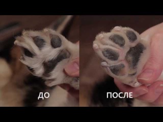 Популярные товары для гигиены собак Популярные товары для гигиены собак