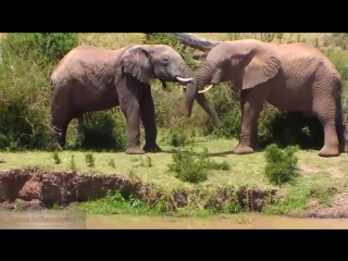 Эротика в дикой природе : 9 1/2 недель у слонов в Африке Erotica Love and caress African elephants. 28.05.2015.