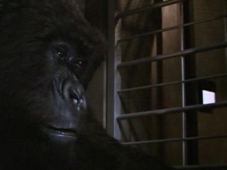 Могучий Джо Янг / Mighty Joe Young (1998) - Трейлер