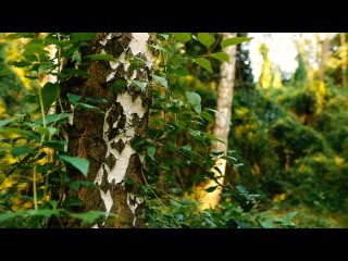 Beautiful Piano Music - relaxing, light, morning - relaxdaily N°090