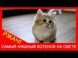 ★ Милый котёнок играет! Самый няшный котик в мире. Коты жгут. Ржач!
