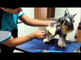 Tosa de Schnauzer Miniatura. Vanderlei Lopes