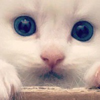 Наташа Матвеева