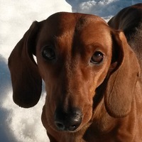 Ирина Аржанкова