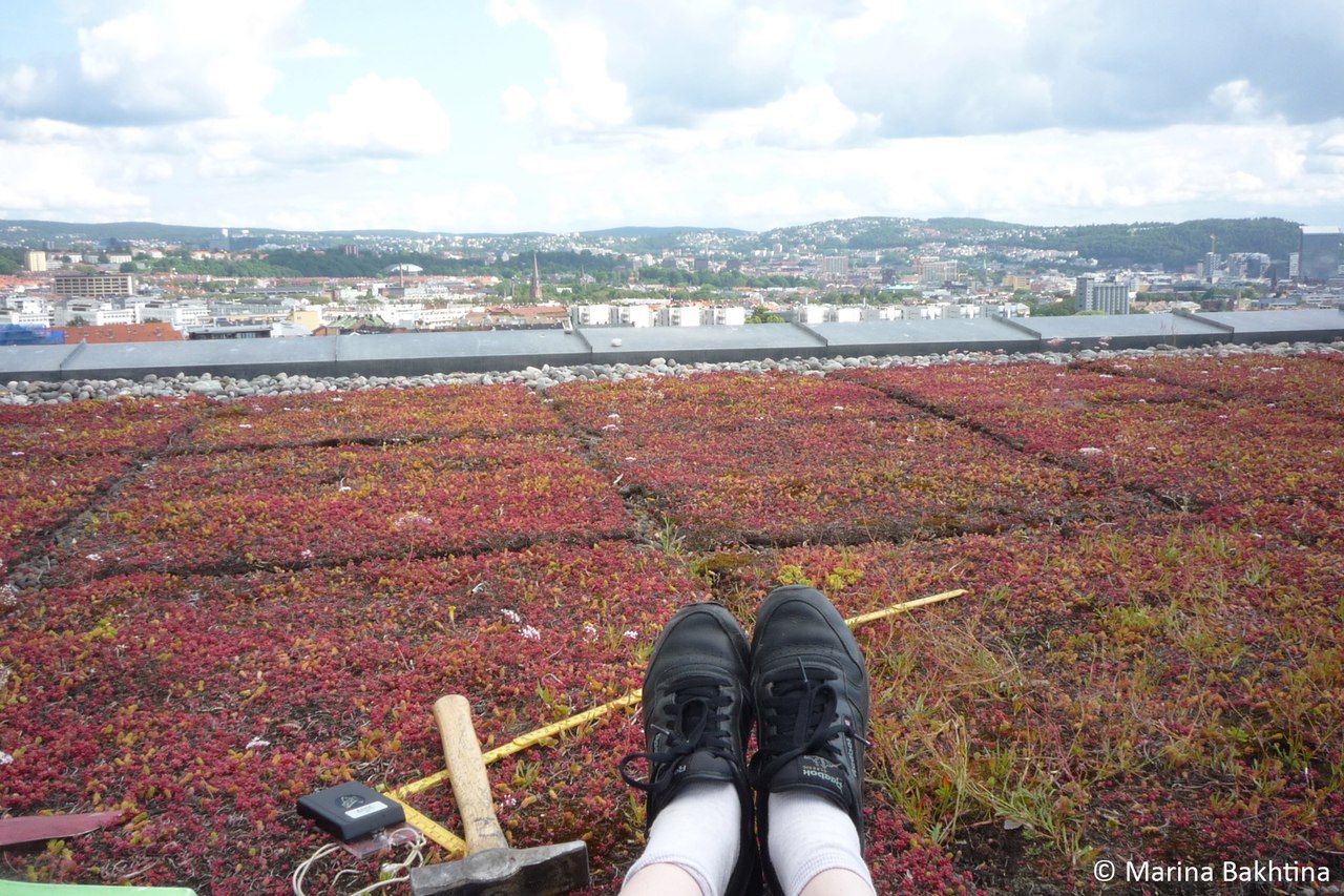01 Green roof in Oslo / Lovisenberg diakonale høgskolen