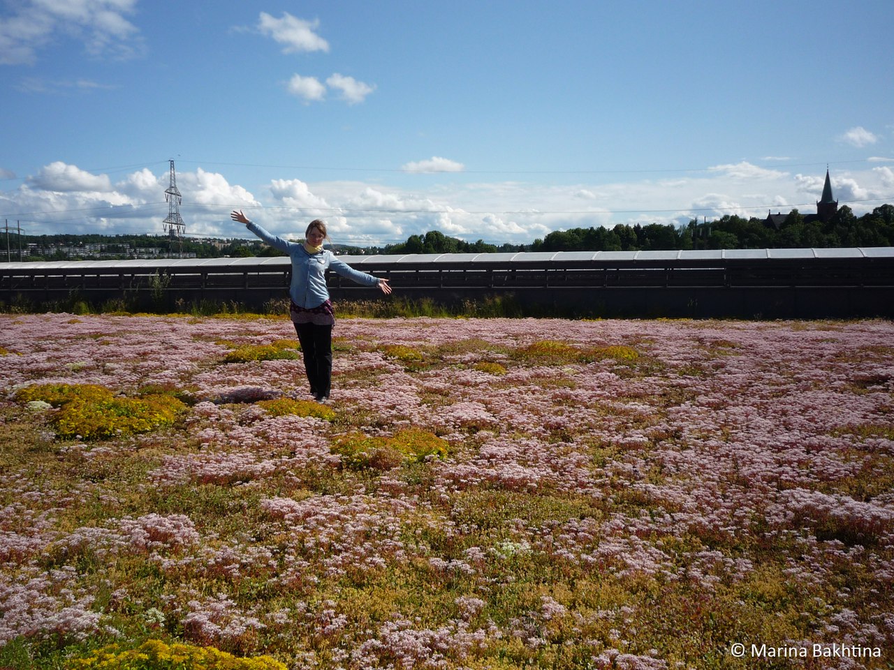02 Green roof in Oslo / Haraldrud Gjenvinning /Part 1