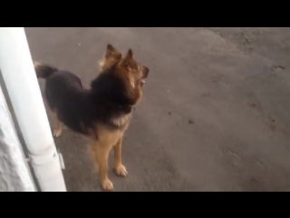 Собака которую застрелили