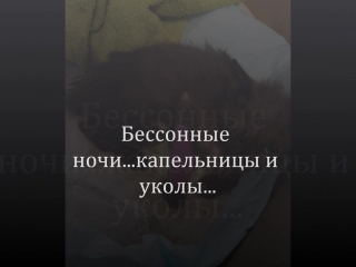 ФИЛЬМ ПРО ХРАБРОГО И СИЛЬНОГО ДУХОМ КОТЁНКА ПО ИМЕНИ ЛАККИ