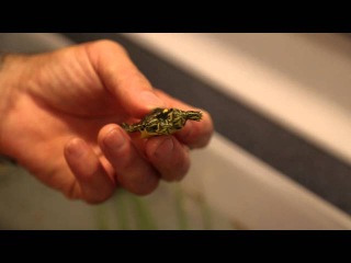 Two-headed Baby Turtles! Kamp Kenan Bonus