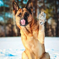 Сергей Логвинов