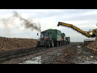 MTZ 1025.2; John Deere 6100RC, 6930P, 6920S, Case IH Maxxum , Ropa (Cukorrépa szállítás)