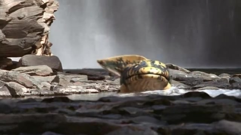 Bbc прогулки с чудовищами скачать торрентом