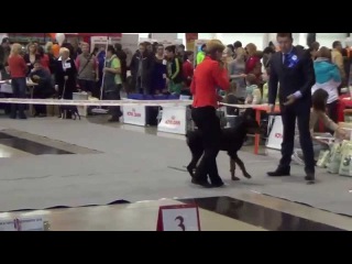 Моно доберманов ГРАН ПРИ УРАЛА 2015 - Бэбики / Baby class
