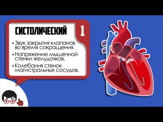 Аускультация сердца, основные тоны