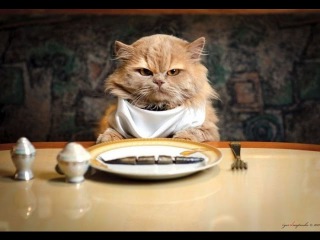 Приколы с котами смешные. ПРИКОЛЫ С КОШКАМИ 2016
