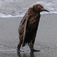 Игорь Орлов