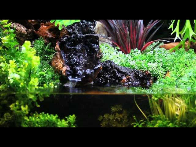 Paludarium