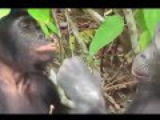 Спаривание животных Коровы Гориллы Лошади 18+ Mating animals Cows Gorillas Horses