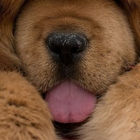 Иван Ягодин