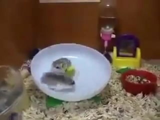 Два хомяка и одно колесо
