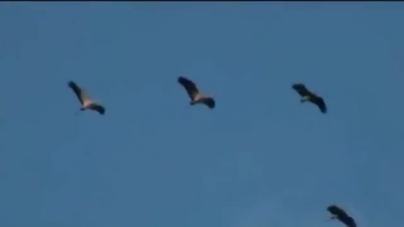 воровской ян журавлиный крик