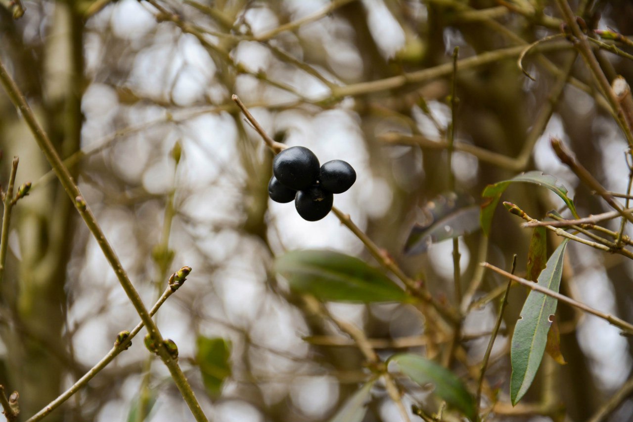 A pv953rt o