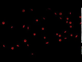 Футаж Лепестки и цветы мака HD Petals and poppy flowers