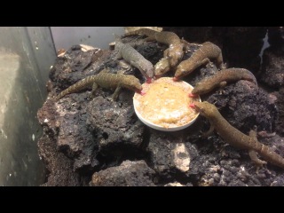 Гекконы обедают / Mourning geckos gathered around their dinner plate