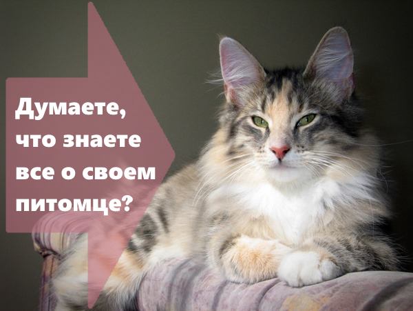 Суд над животным Суд над животным