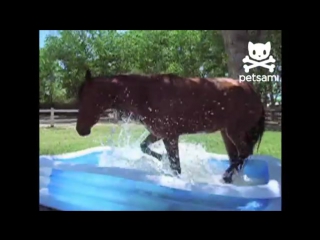 Horse splashes around in a kiddie pool - by PETSAMI