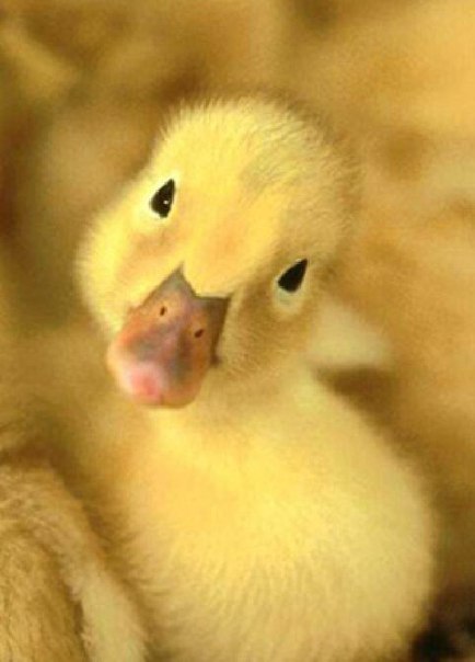 Птичий Двор, Россия, Воронеж