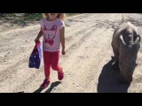 Young Girl Goes For A Stroll With Endangered Southern White Rhino Named Ringo
