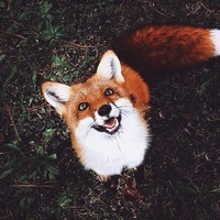 Люся Мачина  Lucy