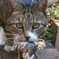 Котя Толстый