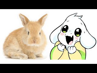 Undertale Short - Bunny Asriel