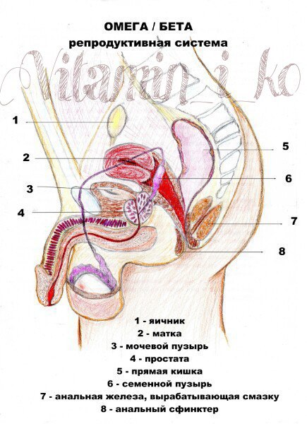 foto-smazali-anus-i-vsunuli-vdvoem-do-upora