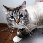 Стрижка котов в ивантеевке Стрижка котов в ивантеевке