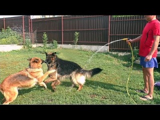 Собаки ловят воду. Dogs catch water. Немецкие Овчарки Дагир и Альма. Одесса.