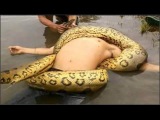 Top 10 Cobras Gigantes 10 Ataques de Serpentes A Pessoas Fragrante da Natureza Anaconda Gigante