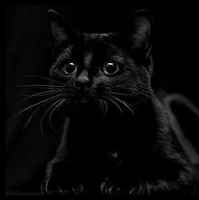 Паша Крылоф, Россия, Москва