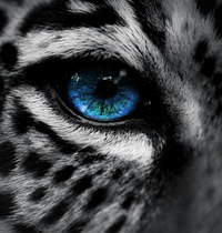 Антон Ирбис