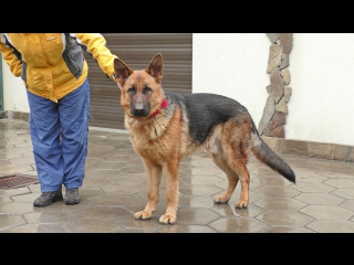 ДРЕССИРОВКА РЭЯ. Кобель Немецкой Овчарки. Smart and crafty male German Shepherd. Одесса.