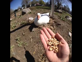 Quacks me up that cheerios can't even cheer this guy up pt 2: Curtis Lepore's Vine #34