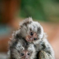 Азиз Дандамаев  Nekronomikon