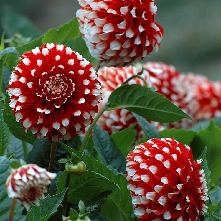 https://pp.userapi.com/c630321/v630321569/4b245/g6IswSsLmhw.jpg